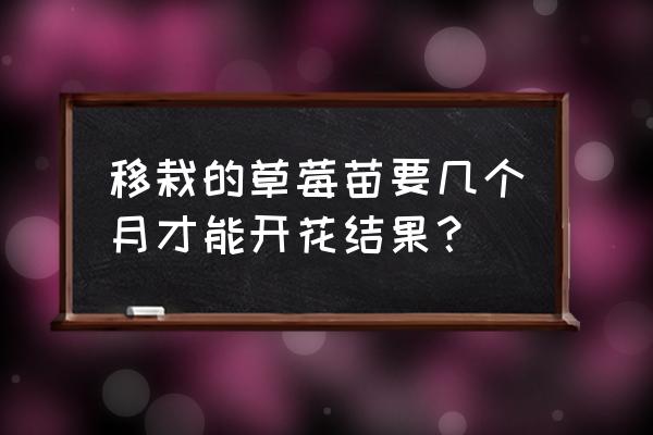 草莓盆栽多久结果 移栽的草莓苗要几个月才能开花结果？