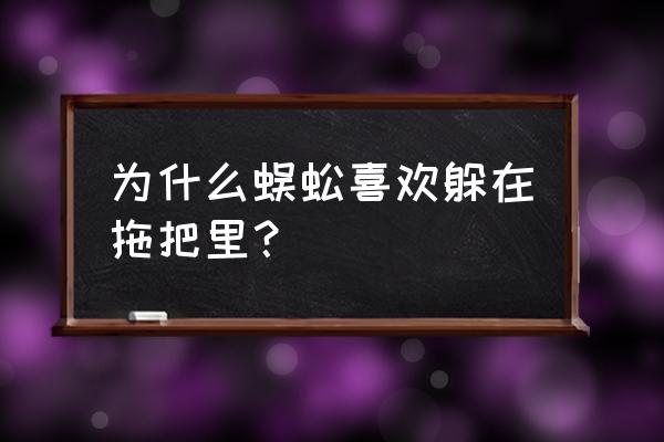 潮湿的拖把为什么会有很多虫子 为什么蜈蚣喜欢躲在拖把里？