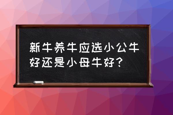 新手养牛养什么样的合适 新牛养牛应选小公牛好还是小母牛好？