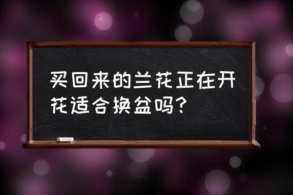 兰花花期能不能换盆 买回来的兰花正在开花适合换盆吗？