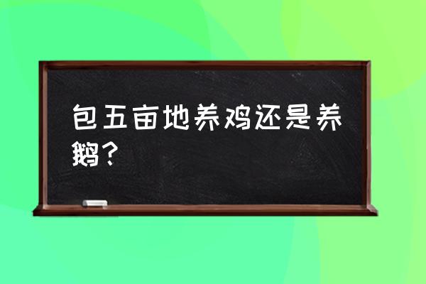 养鸡一定要养鹅吗 包五亩地养鸡还是养鹅？