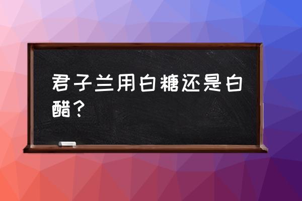 君子兰花盆能浇醋水吗 君子兰用白糖还是白醋？