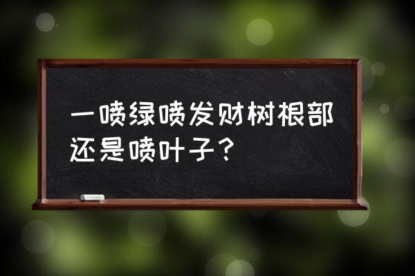 营养液喷在发财树哪儿 一喷绿喷发财树根部还是喷叶子？