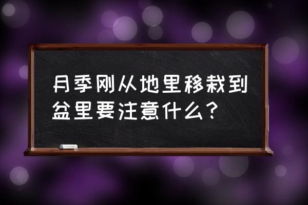 地栽月季怎样移栽花盆里 月季刚从地里移栽到盆里要注意什么？