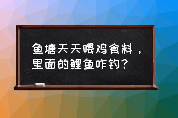 鱼塘饲料鱼用什么钓 鱼塘天天喂鸡食料，里面的鲤鱼咋钓？