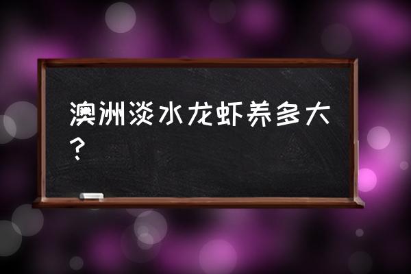 江苏省有澳洲淡水龙虾养殖基地吗 澳洲淡水龙虾养多大？