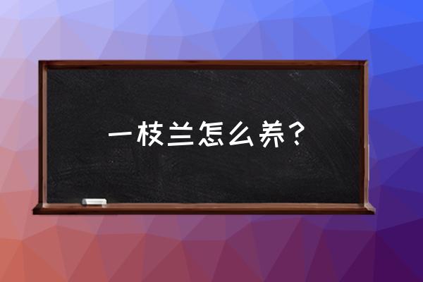 一苗兰花怎么养活 一枝兰怎么养？