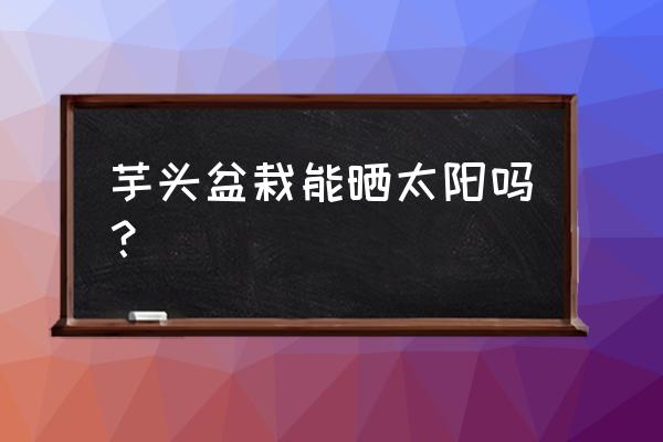 芋头盆栽净化空气吗 芋头盆栽能晒太阳吗？