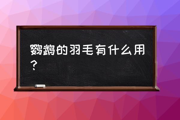 鹦鹉的羽毛是哪样的 鹦鹉的羽毛有什么用？