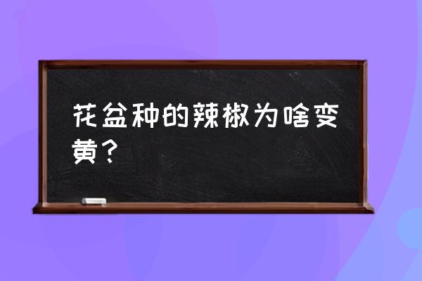 花盆种植辣椒叶发黄什么原因 花盆种的辣椒为啥变黄？