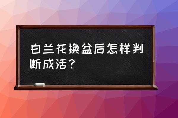 刚栽的兰花怎样辨别它成活 白兰花换盆后怎样判断成活？