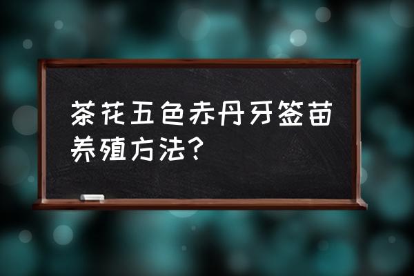 五色赤丹茶花二年苗多高打顶 茶花五色赤丹牙签苗养殖方法?