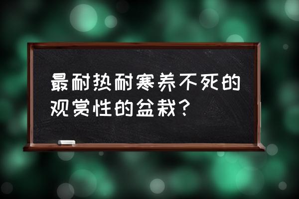 什么花草耐热耐寒好养 最耐热耐寒养不死的观赏性的盆栽？