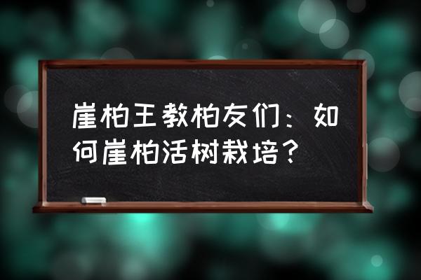 如何保证盆景崖柏栽活 崖柏王教柏友们：如何崖柏活树栽培？