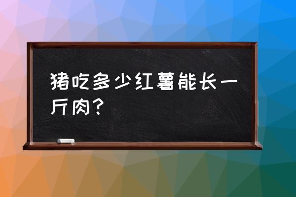 生红薯养猪效益怎么样 猪吃多少红薯能长一斤肉？