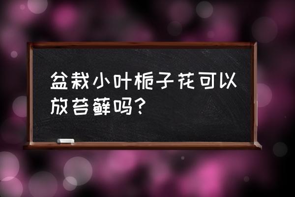 栀子花盆可以铺青苔吗 盆栽小叶栀子花可以放苔藓吗？