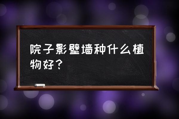 家的回墙里种什么果树好 院子影壁墙种什么植物好？