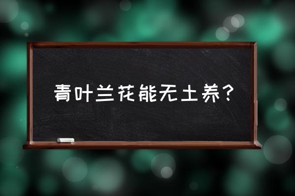 无土种兰花怎样养护 青叶兰花能无土养？