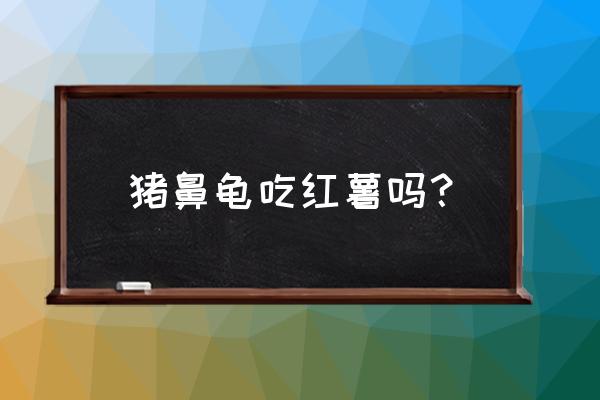 猪鼻龟有什么专门的饲料 猪鼻龟吃红薯吗？