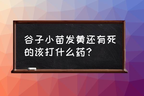 水稻立枯病的病症识别与防治方法 谷子小苗发黄还有死的该打什么药？