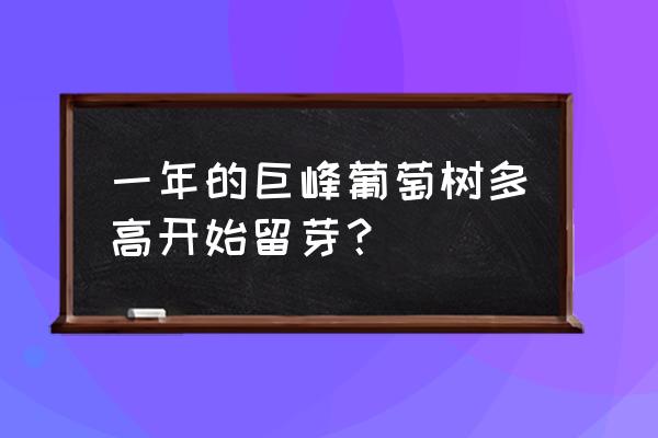 葡萄藤扦插的最佳时间 一年的巨峰葡萄树多高开始留芽？