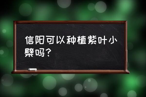 红叶小檗幼苗管理方法 信阳可以种植紫叶小檗吗？