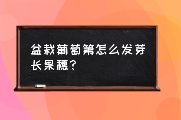 葡萄种子发芽教程 盆栽葡萄第怎么发芽长果穗？