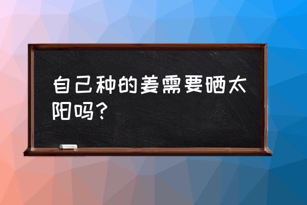 家庭阳台种生姜要注意什么 自己种的姜需要晒太阳吗？