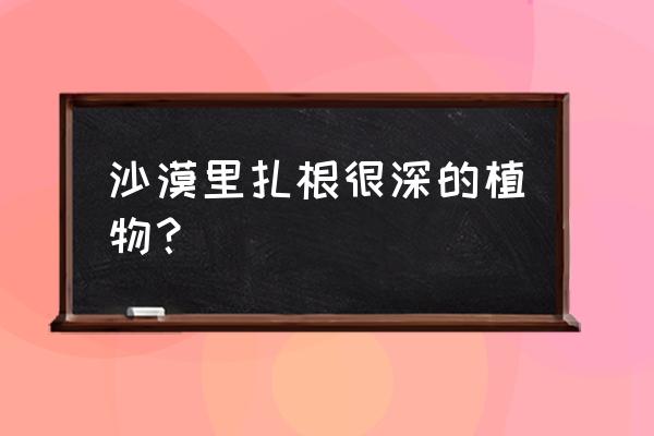 沙漠肉苁蓉的正确吃法大全 沙漠里扎根很深的植物？