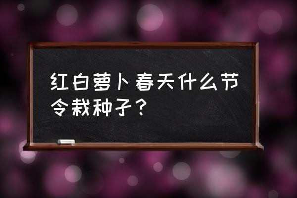 春胡萝卜种植方法和技术 红白萝卜春天什么节令栽种孑？