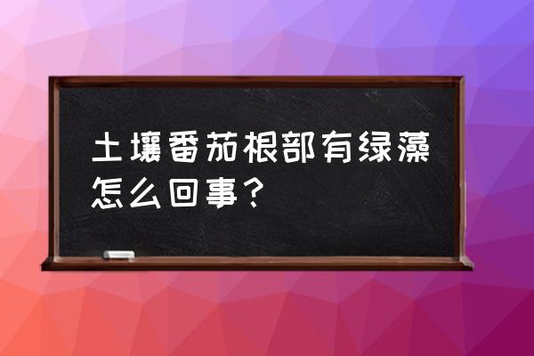 西红柿土壤配方 土壤番茄根部有绿藻怎么回事？