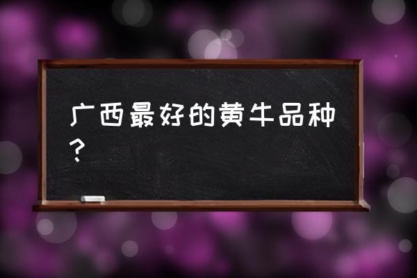 什么品种黄牛最有市场 广西最好的黄牛品种？