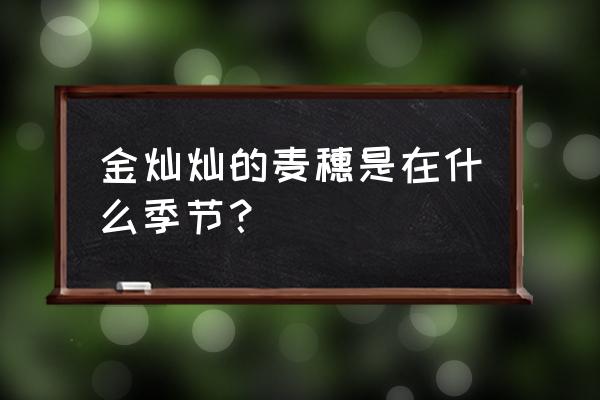 收获小麦的是哪个节气 金灿灿的麦穗是在什么季节？