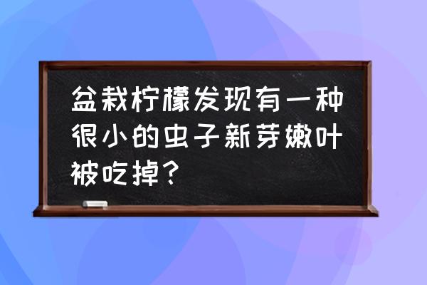 柠檬树上的小飞虫怎么去除 盆栽柠檬发现有一种很小的虫子新芽嫩叶被吃掉？