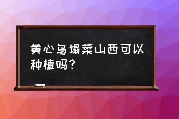 高钙菜耐寒吗 黄心乌塌菜山西可以种植吗？