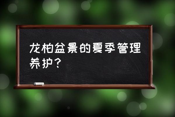 龙柏施什么化肥最好 龙柏盆景的夏季管理养护？