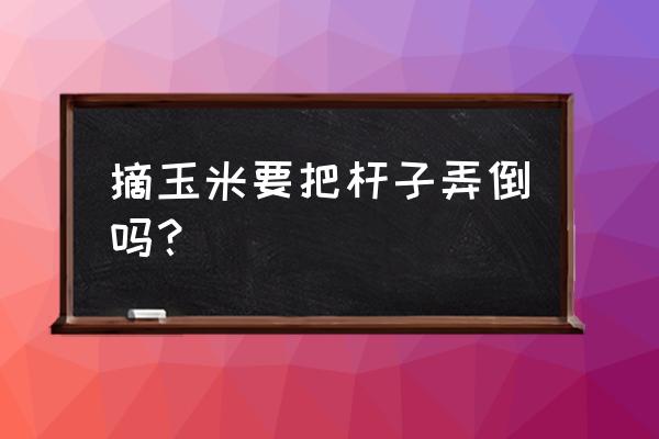 种植玉米需要找一个杆子吗 摘玉米要把杆子弄倒吗？